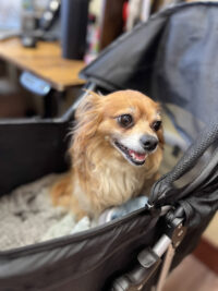 Small light-colored (yellow, red, white colored fur) dog sits inside a dog carrier, looking to the side with her ears pulled back