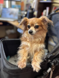 Small light-colored (yellow, red, white colored fur) dog stands inside a dog carrier, with front paws resting on the edge, looking at eye level with the camera