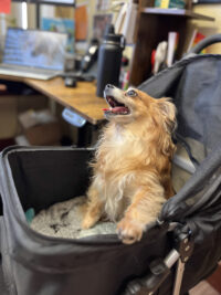 Small light-colored (yellow, red, white colored fur) dog sits inside a dog carrier, she has one paw on the edge of the carrier close to the camera and the rest of her body is facing to the left, with her mouse open and tongue out